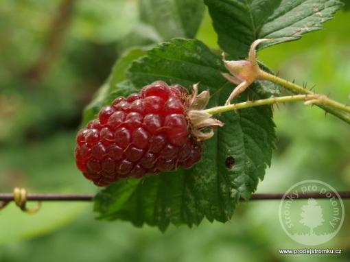 Boysenberry malinoostružina
