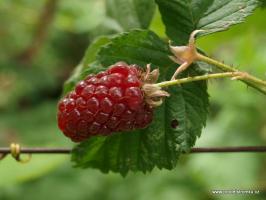 Boysenberry malinoostružina