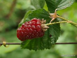 Maliník Boysenberry