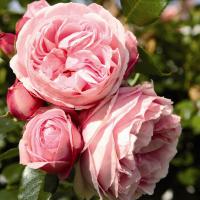 Giardina pnoucí růže