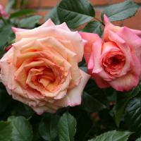 Barock pnoucí růže