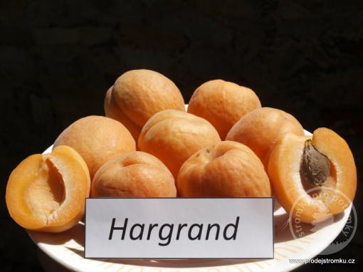 Meruňka Harcot (podnož Myrobalán, kontejner)