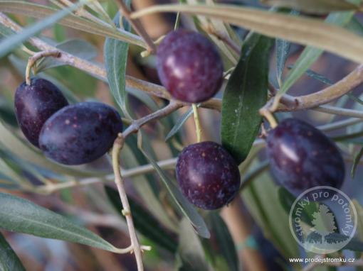 Mrazuvzdorná oliva Megaron