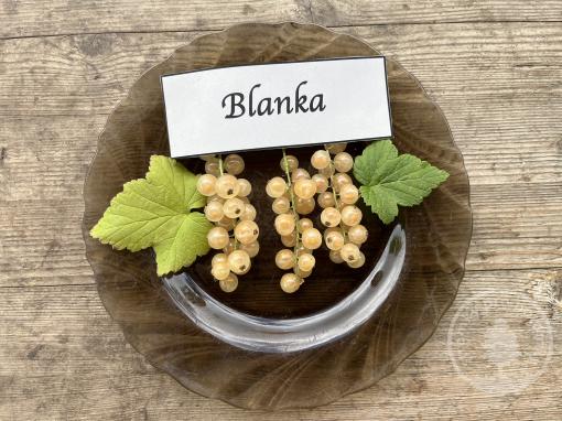 Bílý rybíz Blanka (keřový, kontejner)