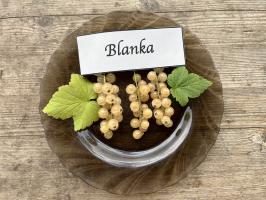 Bílý rybíz Blanka (stromkový)