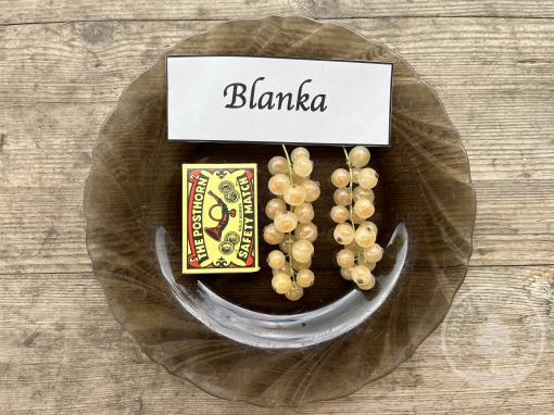 Bílý rybíz Blanka (stromkový)