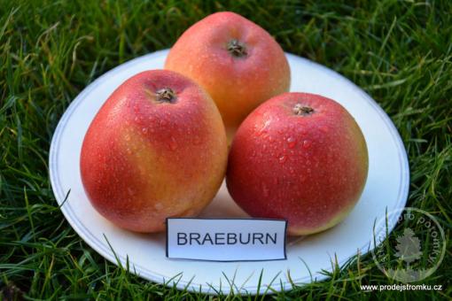 Braeburn jabloň podnož MM106