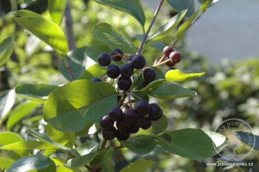 Amelanchier alnifolia muchovník Honeywood na kmínku