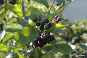 Amelanchier alnifolia muchovník Honeywood na kmínku