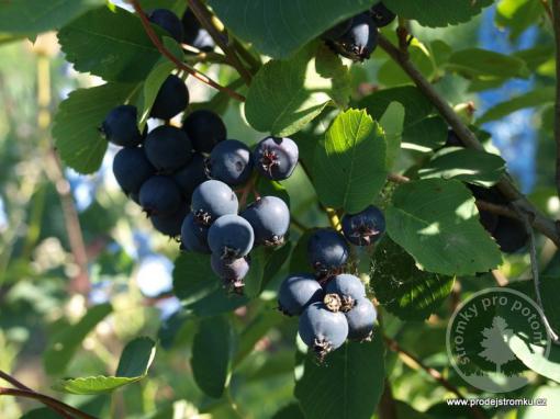 Amelanchier alniflora muchovník Krasnojarskaja