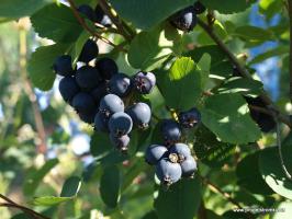 Amelanchier alniflora muchovník Krasnojarskaja