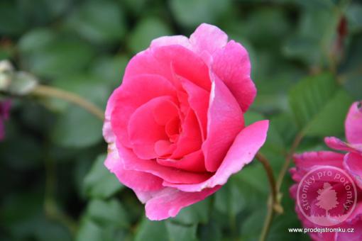 Sadová růže - Princess Alexandra Renaissance
