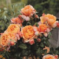 Capri anglická růže