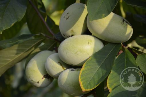 Pawpaw neboli banán severu Asimina triloba