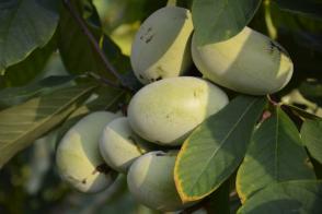 Pawpaw neboli banán severu Asimina triloba