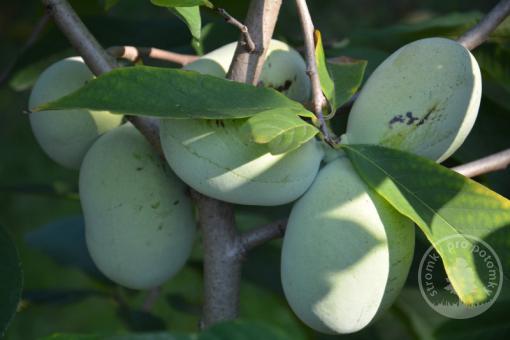 Pawpaw neboli banán severu Asimina triloba