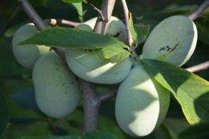 Pawpaw neboli banán severu Asimina triloba