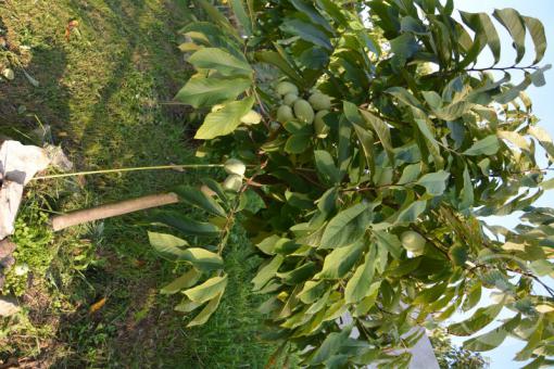 Pawpaw neboli banán severu Asimina triloba