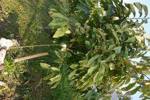 Pawpaw neboli banán severu Asimina triloba