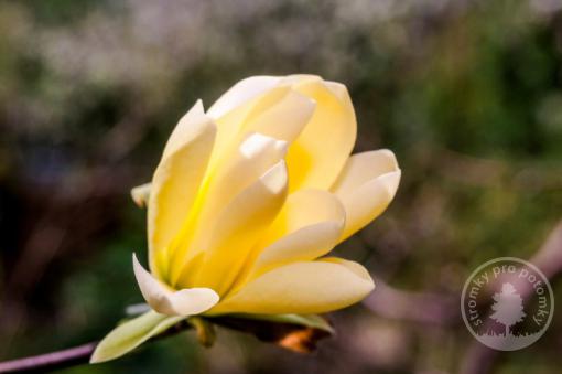 Magnolia Honey Tulip