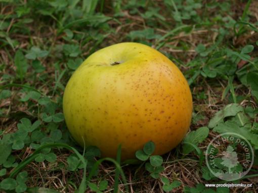 Jabloň Smiřické vzácné (podnož semenáč, polokmen)