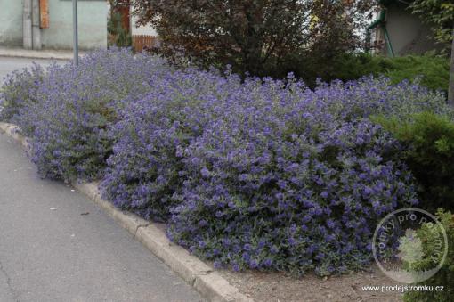 Ořechokřídlec klandonský Kew Blue