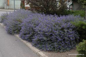 Ořechokřídlec klandonský Kew Blue