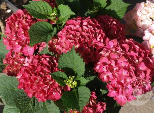 Hortenzie velkokvětá Hot Red