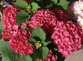 Hortenzie velkokvětá Hot Red