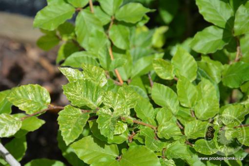 Buk lesní Marmostar