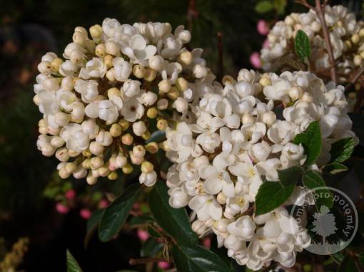 Kliknutím se dostanete na detail obrázku Kalina x Eskimo