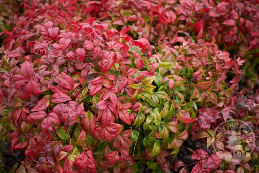 Nandina Firepower- Nebeský bambus