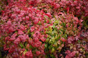 Nandina Firepower- Nebeský bambus