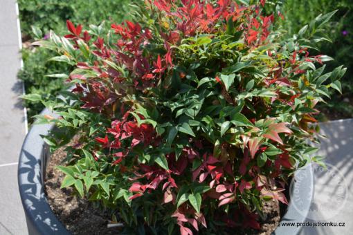 Nandina Firepower- Nebeský bambus