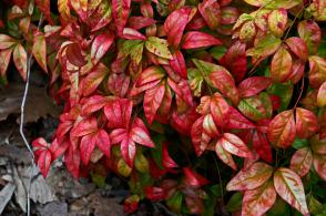 Nandina Firepower- Nebeský bambus