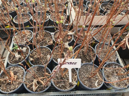 Čukotská borůvka Honeybee