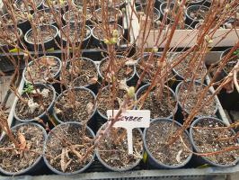 Čukotská borůvka Honeybee