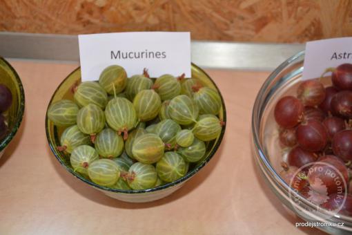 Mucurines angrešt