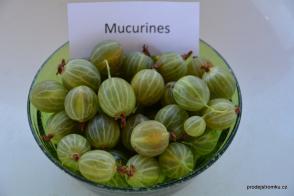 Mucurines angrešt