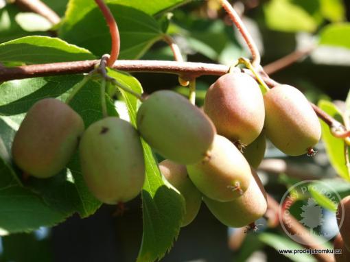 Lucy kiwi samičí rostlina