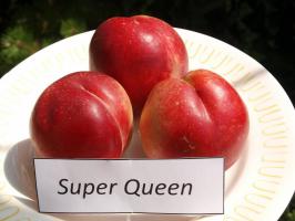 Super Queen nektarinka podnož semenáč