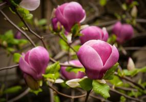 Magnolie Black Tulip