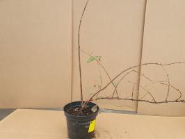 Čukotská borůvka Vostorg