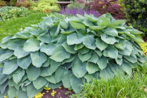 Hosta (Bohyška) Big Daddy