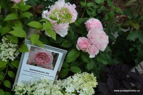 Růže anglická - Gartenträume