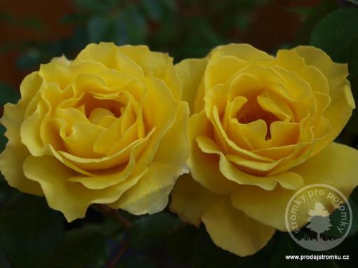 růže Floribunda - Foxtrot