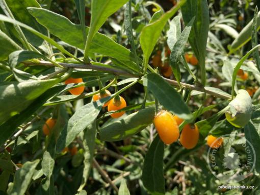 Kustovnice čínská odrůda Amber Sweet Goji