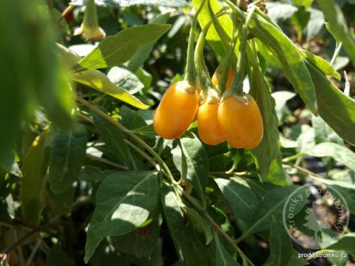 Kustovnice čínská odrůda Amber Sweet Goji