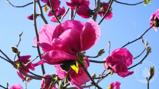 Magnolie Felix Jury