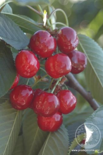 Carmen třešeň podnož colt